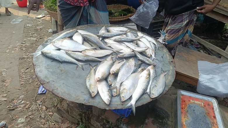 শুরু হয়েছে শীতের মৌসুম, শীতের ফুলে রঙিন প্রকৃতি